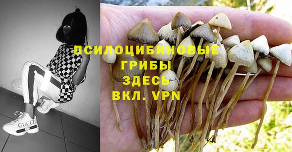 стафф Нефтекумск